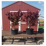 2 Japanese Bloodgood Red Maple Trees