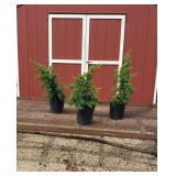 3 Iowa Upright Juniper Plants