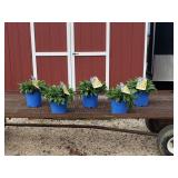 5 Yellow Black-Eye Susan Plants