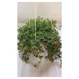 Cupcake 10" Hanging Basket