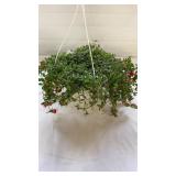 Cupcake 10" Hanging Basket