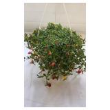 Cupcake 10" Hanging Basket
