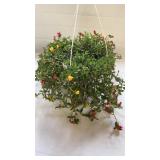 Cupcake 10" Hanging Basket