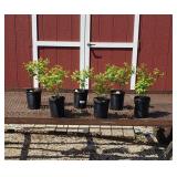 6 Big Bonus Blueberry Plants