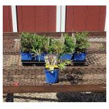 10 Dwarft Mixed Color Lupine Plants