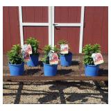5 Hardy Coral Garden Phlox Plants