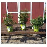 3 Sunny Yellow Knockout Roses