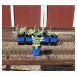 10 White and Green Patriot Hosta Plants