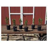 6 Fragrant Oriental Stargazer Pink Lily Plants