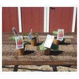 5 Red Victoria Rhubarb Plants