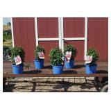 5 Dwarf Electric Neon Pink Bee Balm Plants