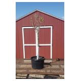 Pinky Winky Sun Hydrangea Tree