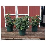 3 Light Purple Elegant Rhododendron Plants