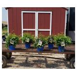 5 Pink Plume Peach Blossom Astilbe Plants