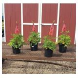 4 Orange Toweing Inferno Super Duper Lupine Plants