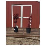 2 Japanese Bloodgood Red Maple Trees