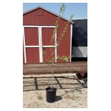 5-in-1 Combination Apple Tree