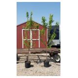 2 Red Japanese Plum Trees
