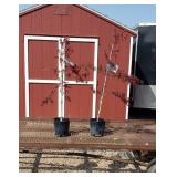 Weeping Japanese Red Maple Tree