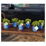 6 Green Velvet Mounding Boxwood Plants