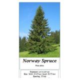 Evergreen Backyard assortment