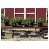 6 Dwarf Orange-Red Sun Blanket Flowers