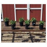 6 Blue Marvel Salvia Sage Plants