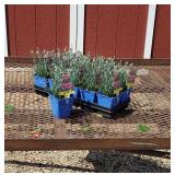10 Dwarf Purple Starlette Dianthus Plants