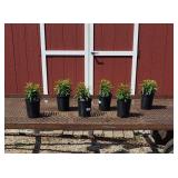 6 Red Cherry Garden Phlox Plants