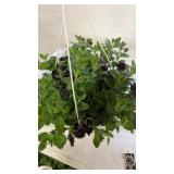 Petunia 10" Hanging Baskets