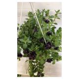 Petunia 10" Hanging Baskets