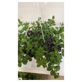 Petunia 10" Hanging Baskets
