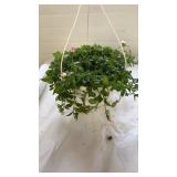 Cupcake Purple Touch 10" Hanging Basket