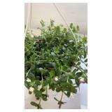 Cupcake Purple Touch 10" Hanging Basket