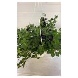 Petunia 10" Hanging Baskets