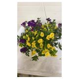 Mixmasters 10" Hanging Basket