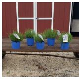 5 Fragrant Super Blue Lavender Plants