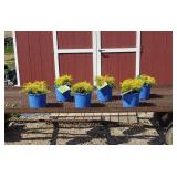 6 Gold Mop Cypress Plants