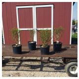 4 Blue Ardens Rose of Sharon Lavender Plants