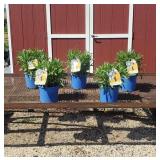 5 Yellow Early Sunrise Coreopsis Plants