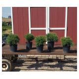 5 Dwarf Globe Arborvitae Plants