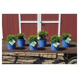 6 Mounding Green Velvet Boxwood Plants