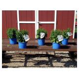 5 Veronica Blue Speedwell Plants