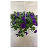 Petunia Blue 10" Hanging Basket