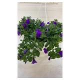 Petunia Blue 10" Hanging Basket
