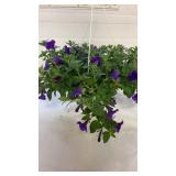 Petunia Blue 10" Hanging Basket