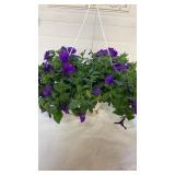 Petunia  Blue 10" Hanging Basket