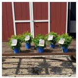 5 Neon Pink Plume Astilbe Flowers