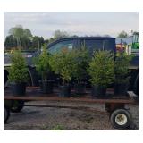 6 Norway Spruce Trees