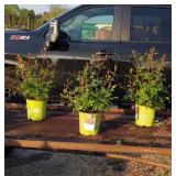 3 Red Double Knockout Rose Plants